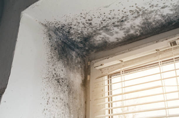 Trusted Mold Testing service in Saxapahaw, NC - Cheap Mold Removal