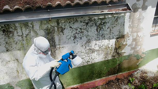 Trusted Commercial Mold Remediation service in Saxapahaw, NC - Cheap Mold Removal
